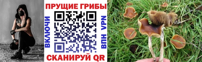 даркнет как зайти  Элиста  Псилоцибиновые грибы MAGIC MUSHROOMS  дарнет шоп 